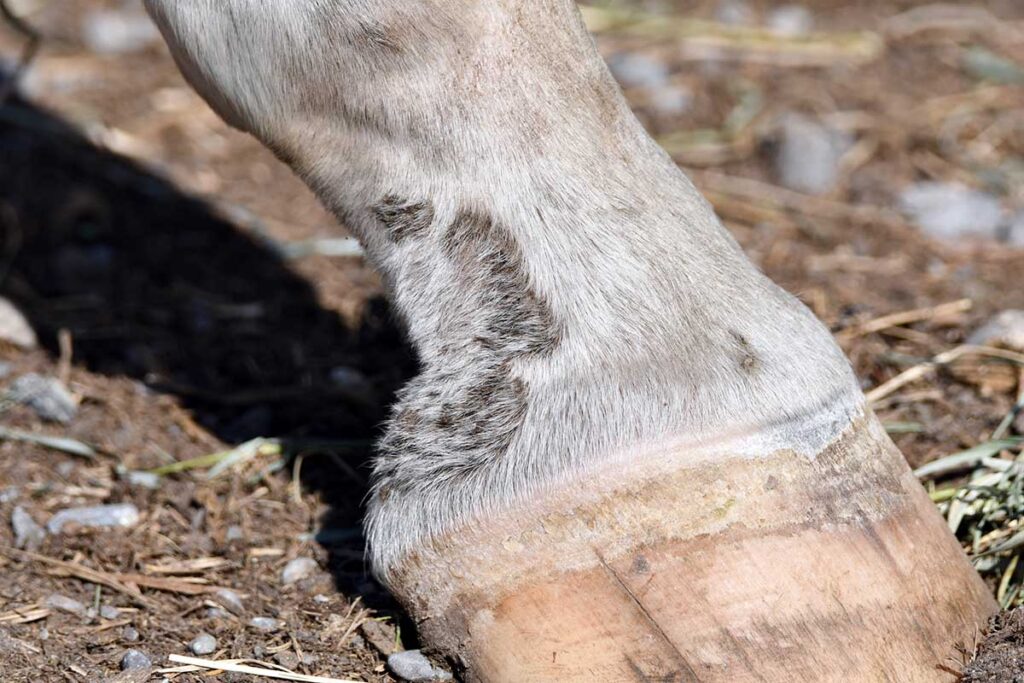 A close-up photo of a gray horse's ankle or fetlock that has a skin condition called scratches