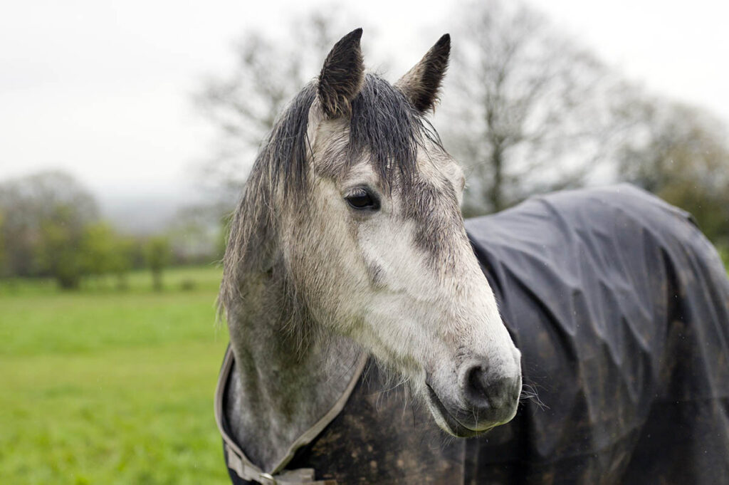 A dapple gray horse wearing a dark rain sheet on a rainy, gloomy day in the pasture