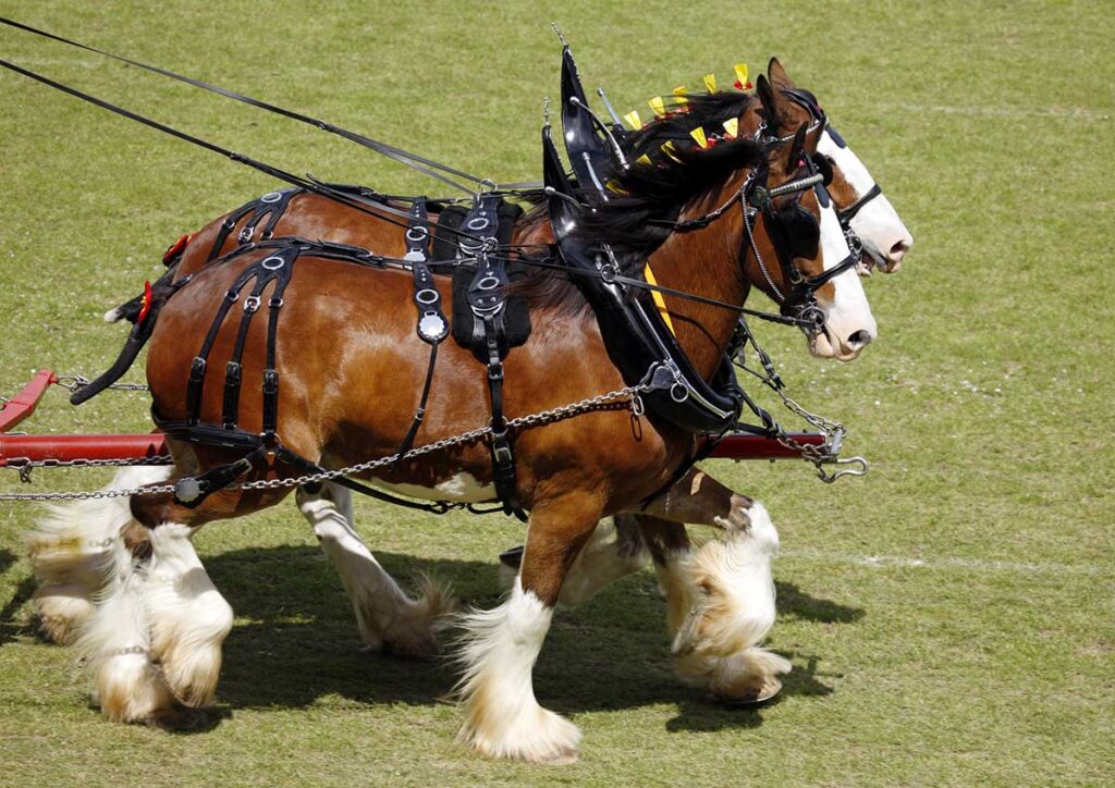 Two handsome bay Shire horses pull in cart across a field in full formal harness.