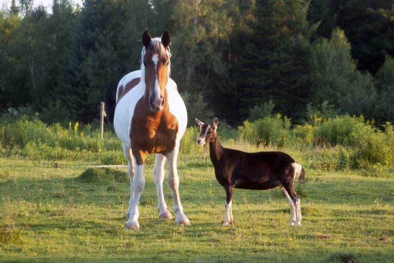 A brown and white paint horse and a brown goat hang out in the pasture together
