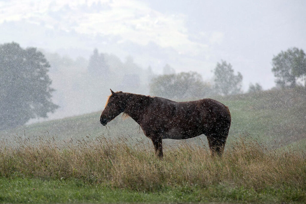 An artistic photo of a chestnut horse standing in a field during a rain shower
