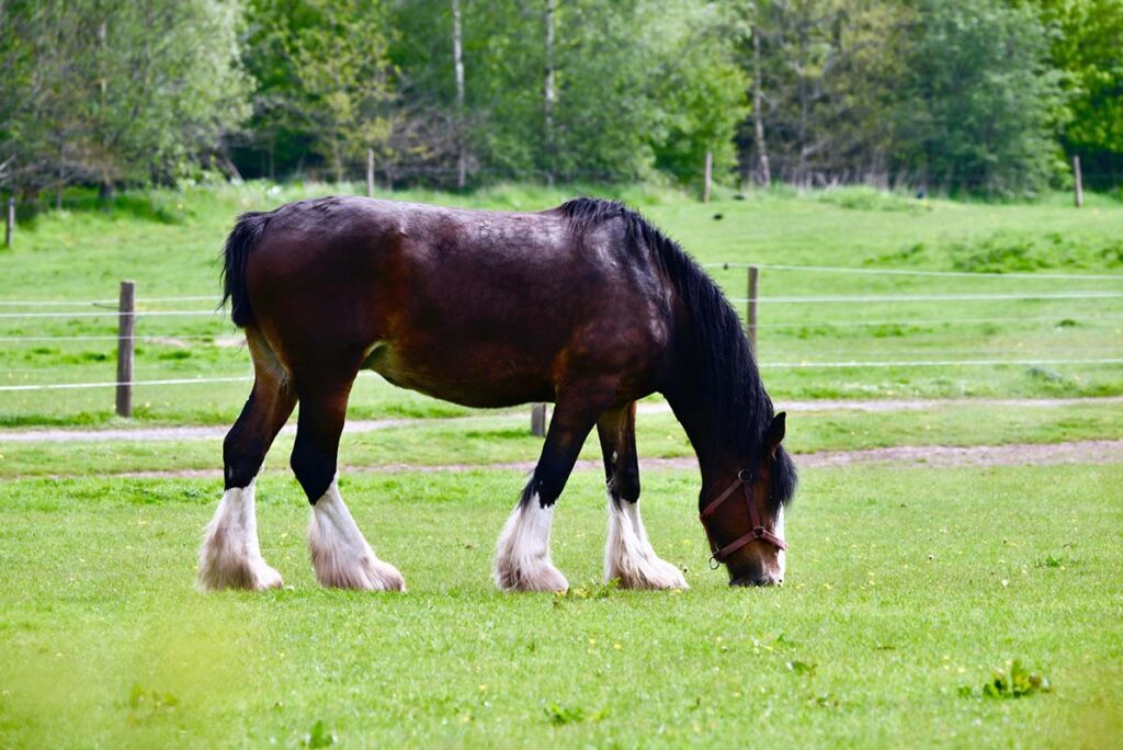 A bay shire horse with white leg feathering grazes in a peaceful green pasture