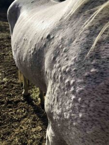 A close-up of the side of a gray horse's body covered in hives