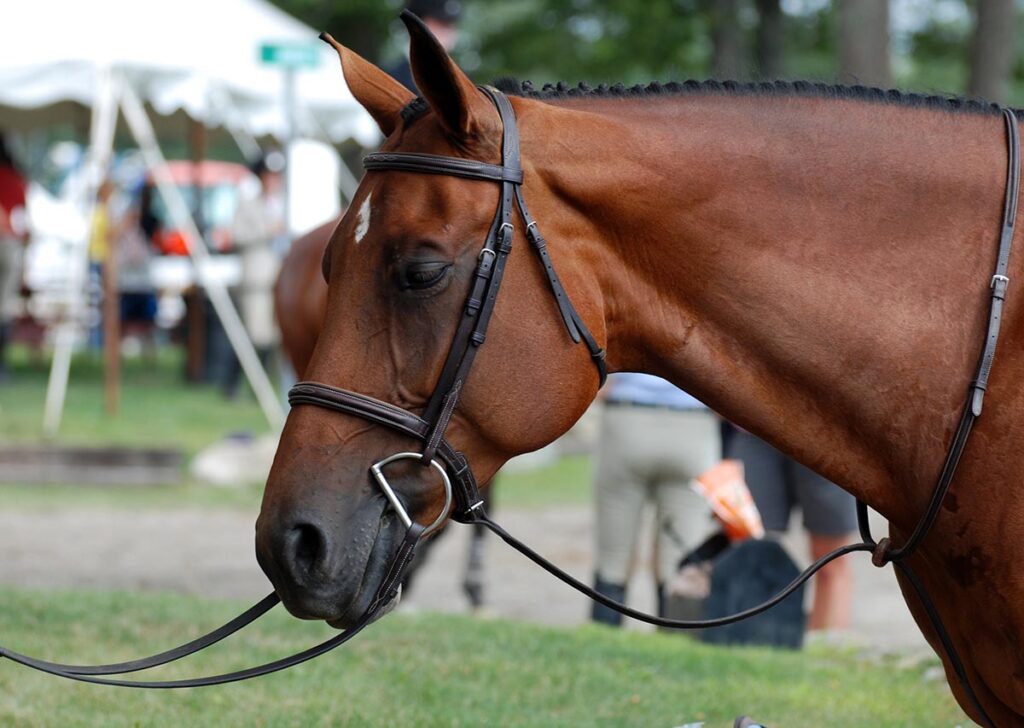 A handsome bay hunter horse wearing a bridle and standing martingale