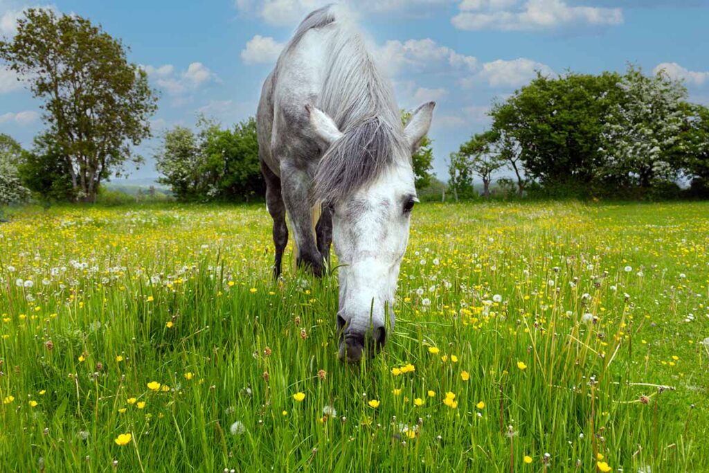 A dapple gray horse staring into the camera grazes on weeds and leaves in a field on a sunny day