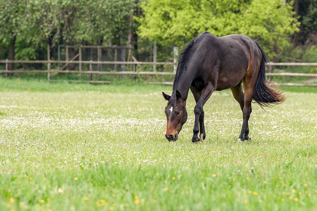 A dark bay horse grazing in a green spring pasture