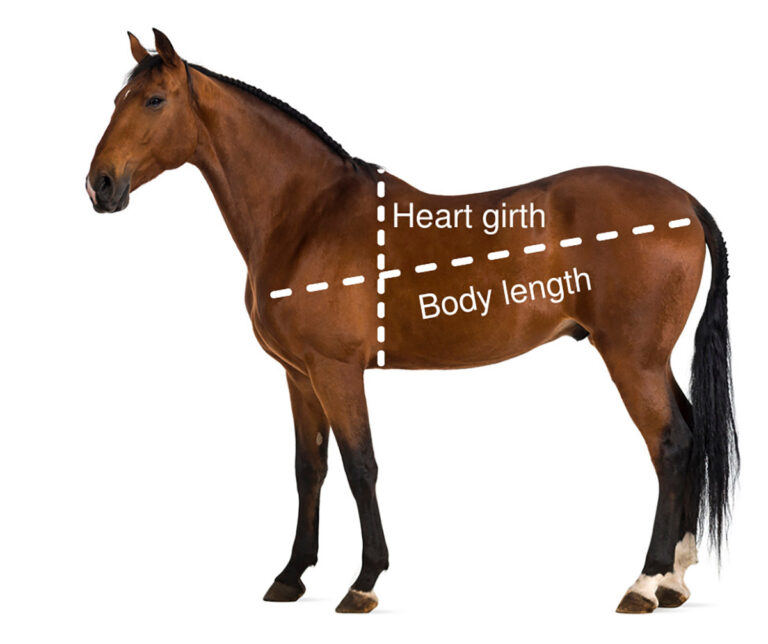 A bay horse silhouetted against a white background with two lines indicating his heart girth and body length