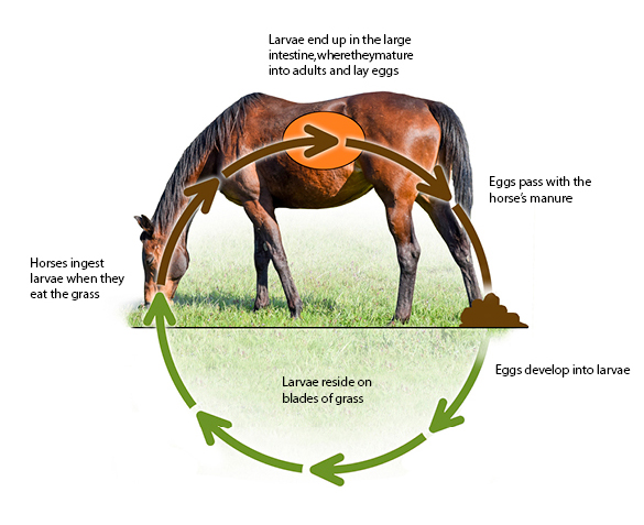 a graphic showing how internal parasites infest and travel through a horse's body