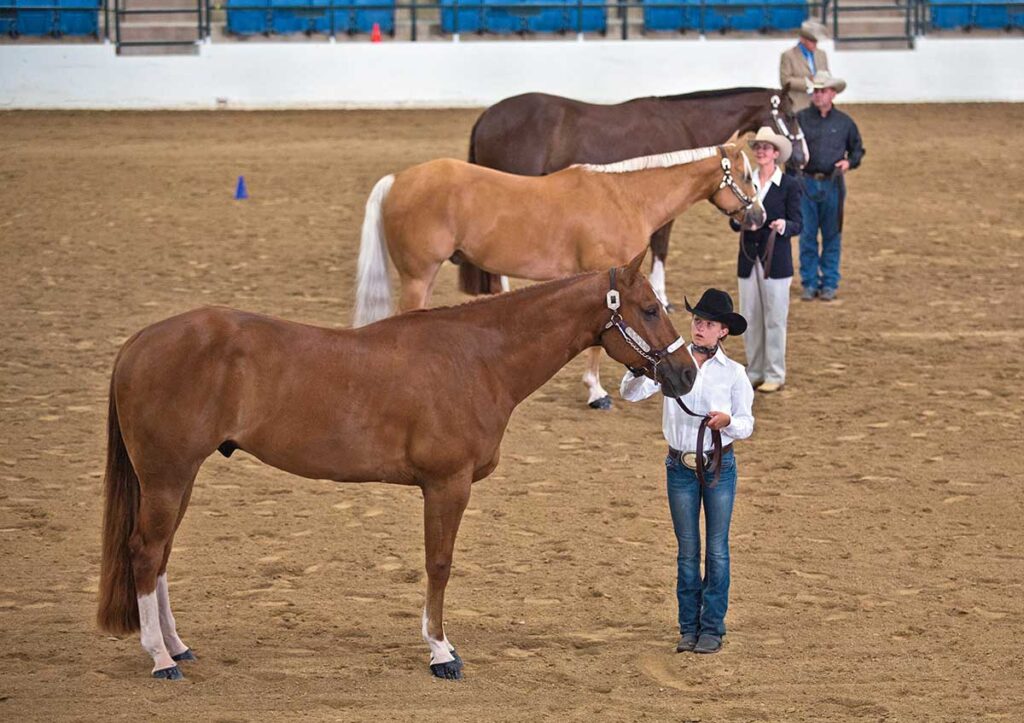 Three horse handlers show their quarter horses in hand in the show pen during a breed show
