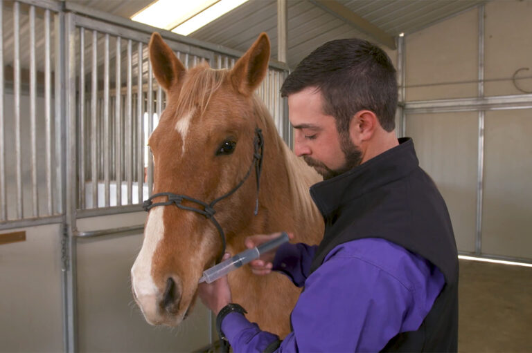 a male equine veterinarians gives a chestnut horse in a barn an oral medication using a tube syringe.