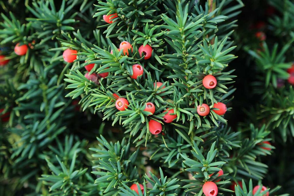 yew branches and berries
