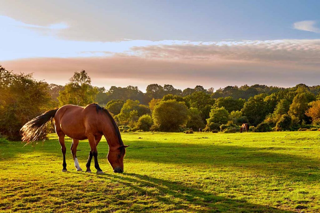 A chubby bay horse grazing in a green pasture at dawn