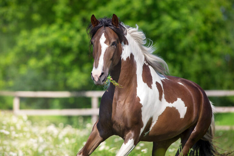 A brown and white paint horse canters in a green spring pasture