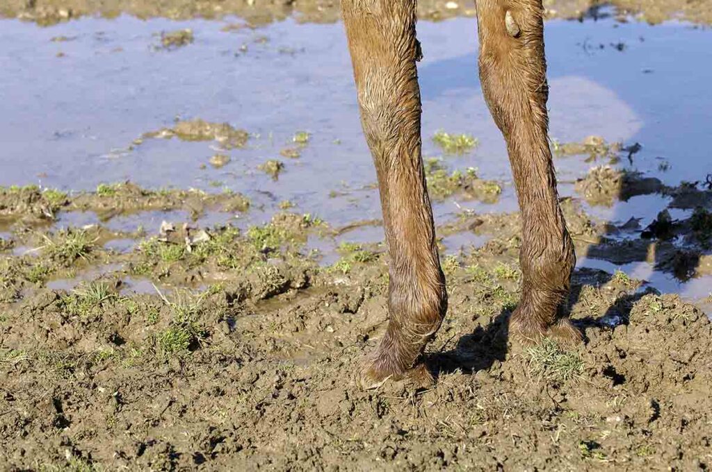 a chestnut horse's muddy legs standing in a wet and muddy paddock