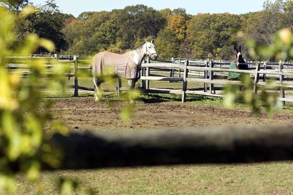 a gray horse and a bay horse housed in separate drylot paddocks for mud control purposes