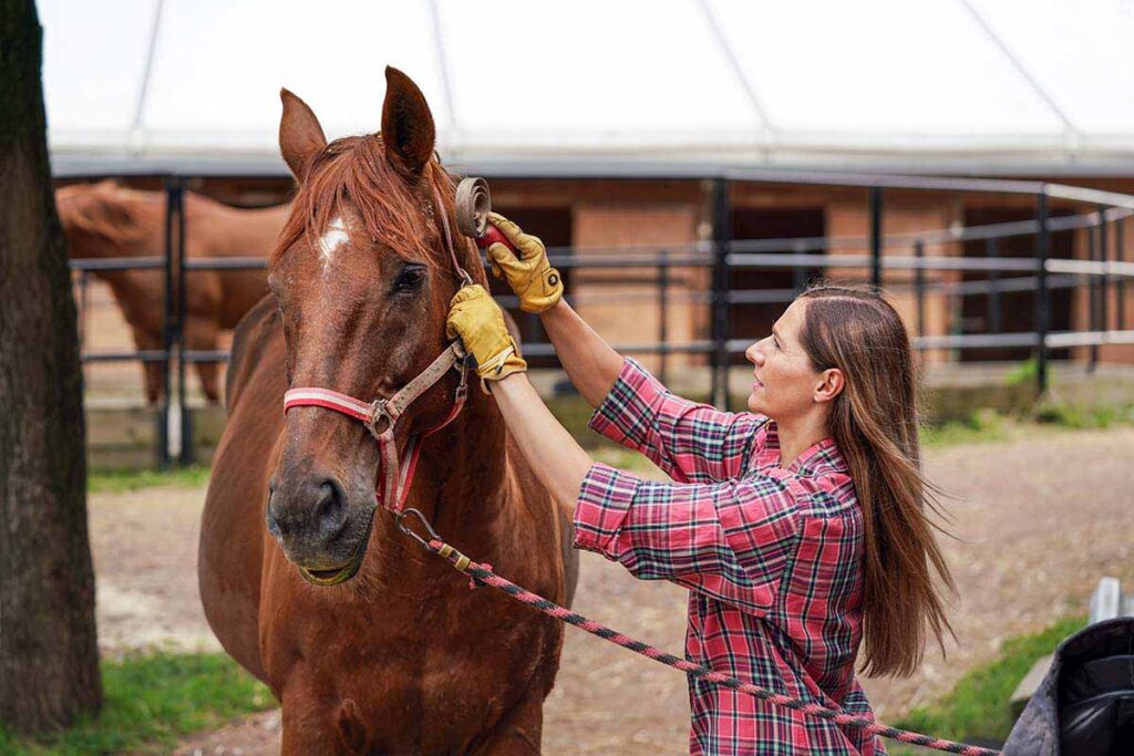 A woman in a plaid shirt uses a shedding blade to remove caked mud from her chestnut horse