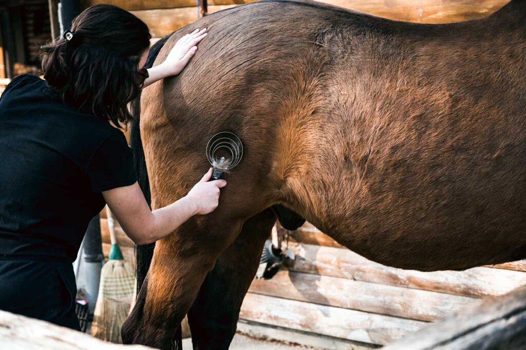 A woman uses a shedding blade to remove loose, long hair from her bay horse's coat and hindquarters.