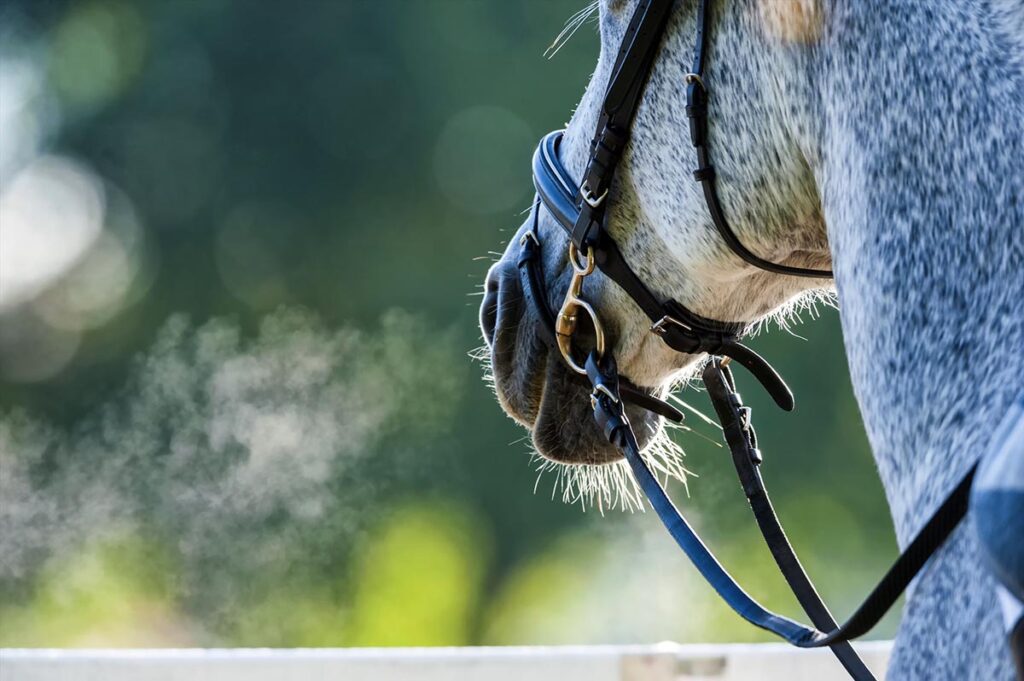 Close up photos of a gray horse wearing a dressage bridle and breathing hard after being ridden