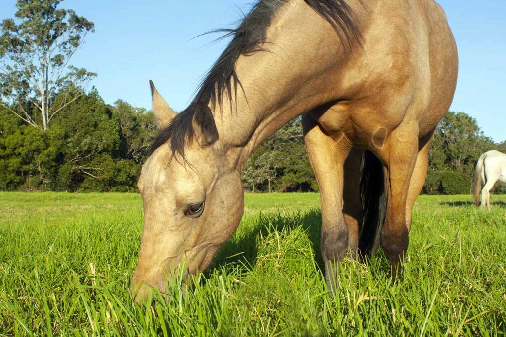 a buckskin horse grazes on tall, fresh green grass in a field in spring