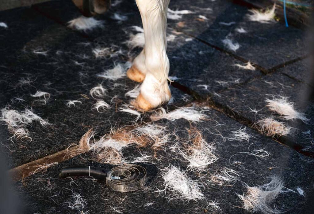 a closeup of a white horse's hooves and lower legs, surrounded by loose coat hairs and a shedding blade from grooming