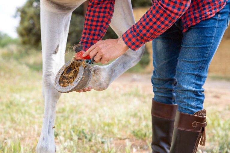 a girl wearing a red checkered shirt picks out her gray's horse front left foot
