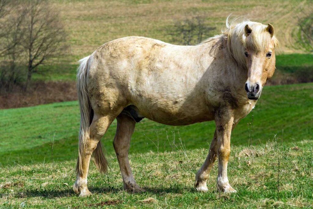 overweight palomino horse with equine metabolic syndrome in a field
