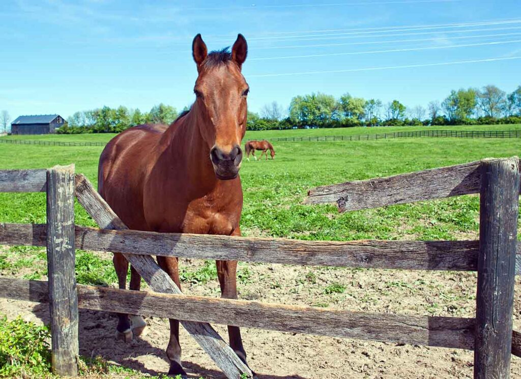 A bay horse looks over a broken fence board in his pasture in this article about horse stall and paddock safety