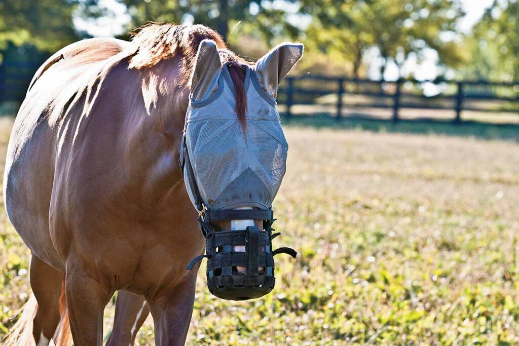 A chestnut horse in a pasture wearing a grazing muzzle because she's at risk of equine metabolic syndrome
