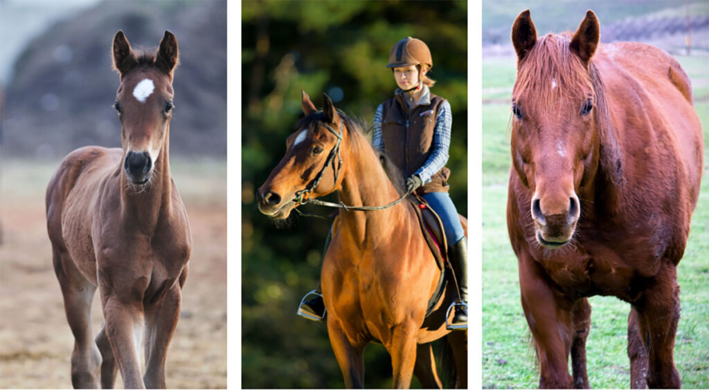 three horses of young, adult, and senior age ranges to choose from when buying a horse.