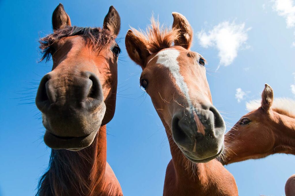 two weanling horses stare over the camera against the backdrop of a blue sky to communicate with the photographer