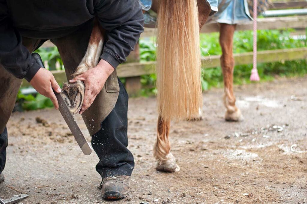a farrier trims the left hind hoof of a chestnut horse that's tied to a fence.