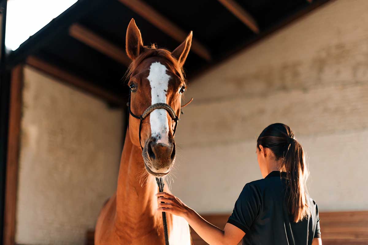 A horse trainer holds the leadrope of an alert chestnut horse with a blaze standing inside a stable