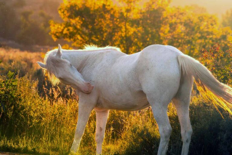 A gray horse at dusk in a field scratching his shoulder because of insects and sweet itch