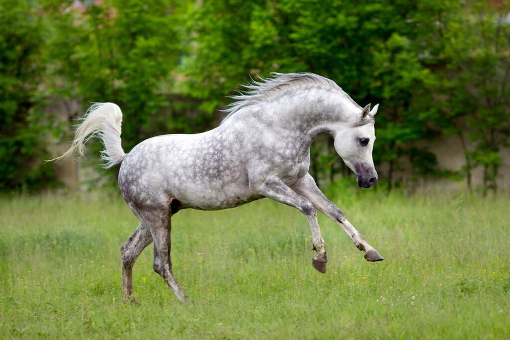 A dapple-gray Arabian Horse gallops and frolics in a pasture