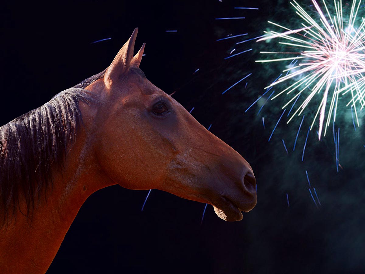 Horses and fireworks don't mix. Here's a bay horse silhouetted against a firework in the night sky.