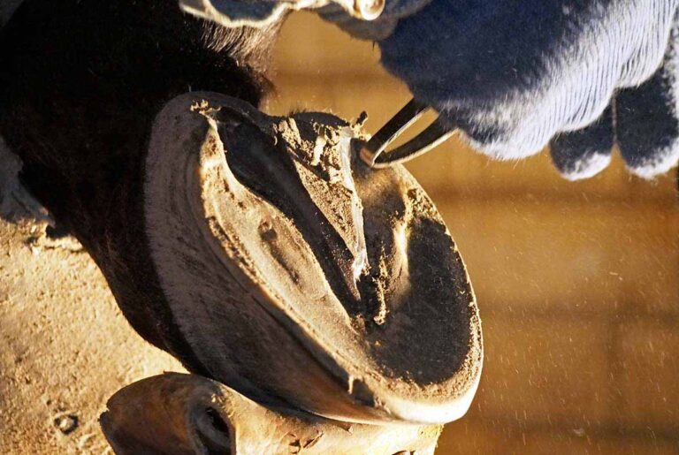 close up photo of a farrier trimming a horse's hoof because the frog is shedding