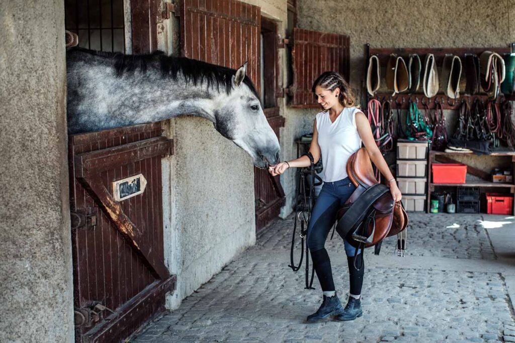 A young woman carry english riding tack greets her gray horse at the stall door as part of positive reinforcement horse training