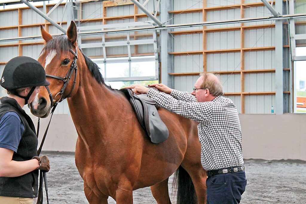 A saddle fitter assess a saddle's fit on the back of a bay horse.