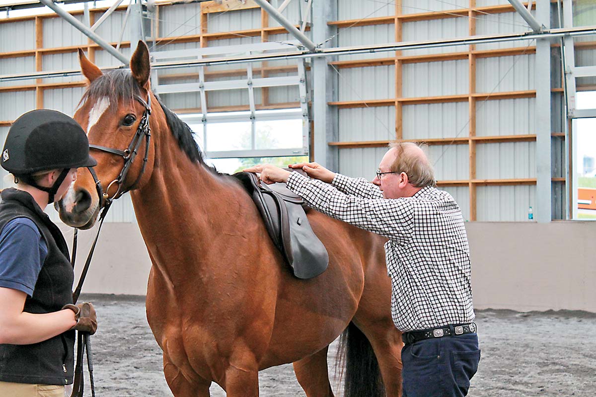 What Does a Saddle Fitter Cost? - My New Horse