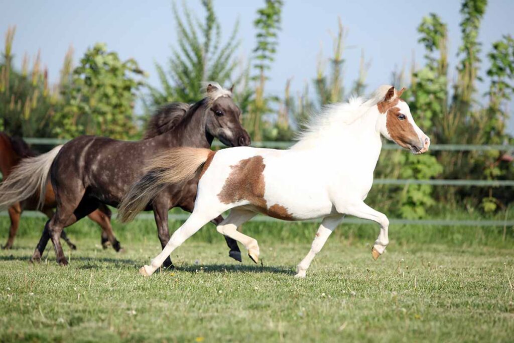 a brown and white paint miniature horse and a dark bay miniature horse run together in a green field