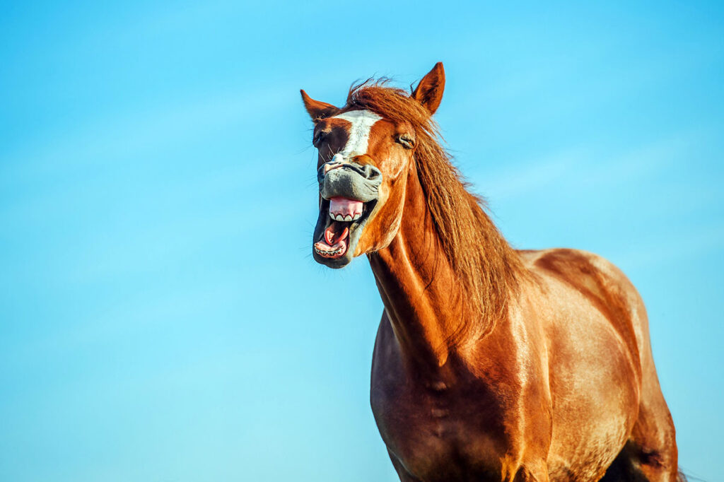 A chestnut horse yawns, showing his horse teeth, on a bright sunny day against a blue sky background