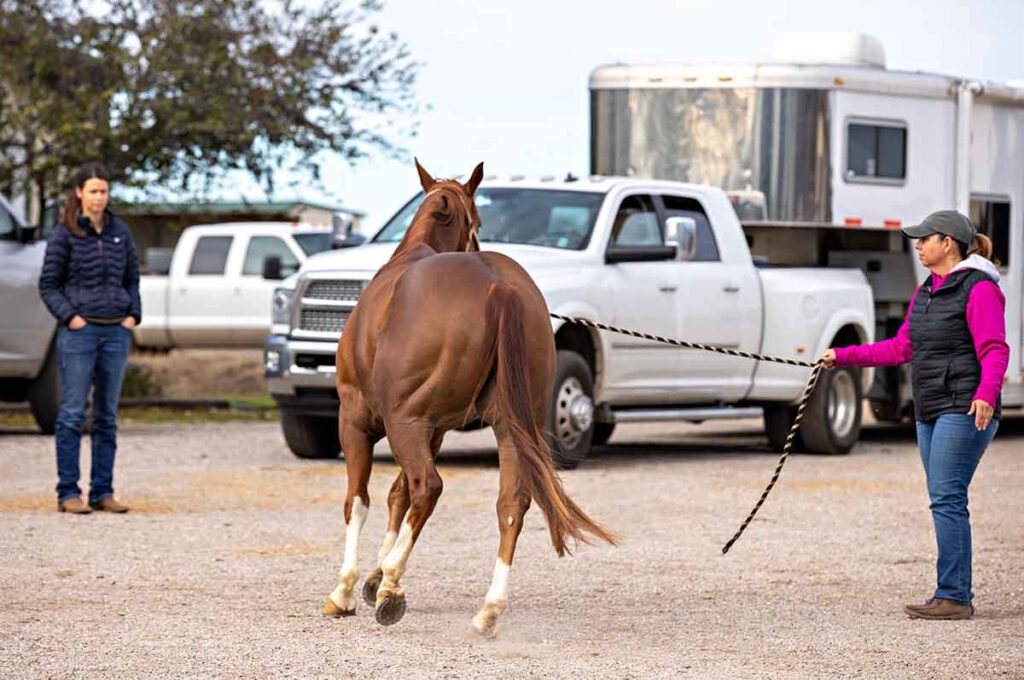 A horse owner jogs a chestnut horse with navicular disease in a parking lot for a veterinarian to assess during a lameness exam.