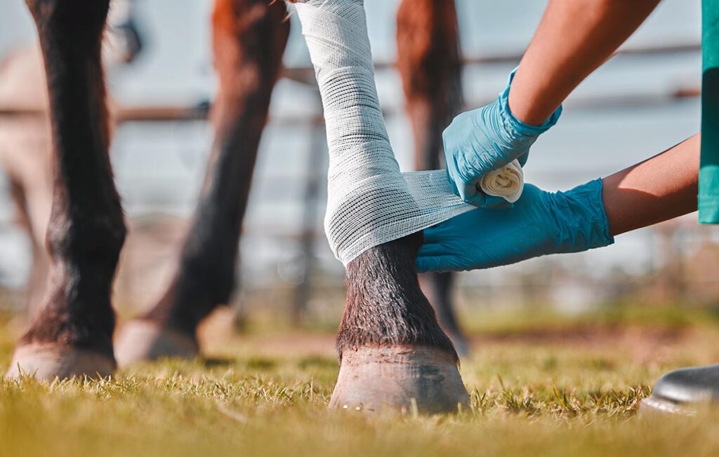 A horse has a wound and a veterinarian examines and wraps it in gauze before bandaging.