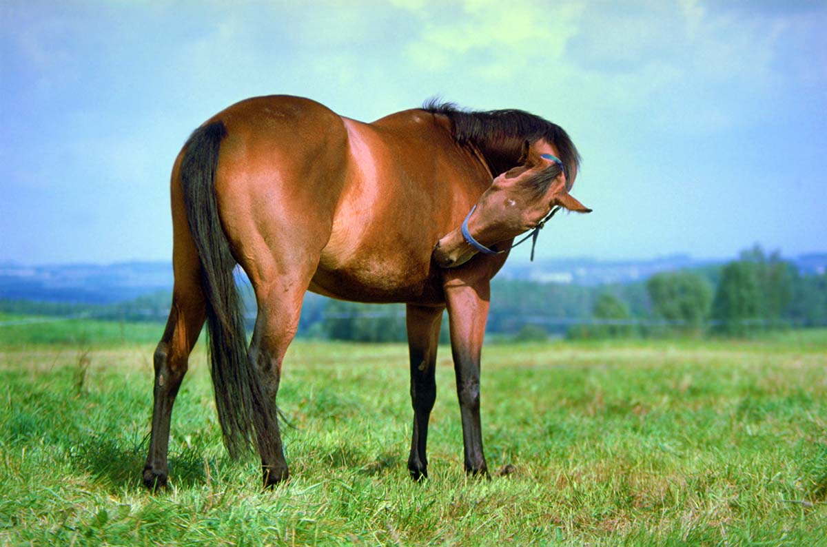 A horse showing signs of pain stares and nips at his side like he has colic