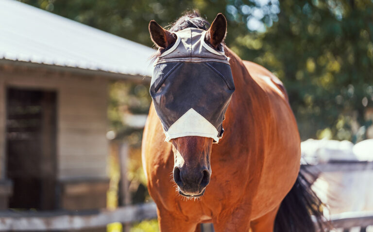 a bay horse wears a black fly mask in the paddock to protect his eyes from the summer horse health issue conjunctivitis