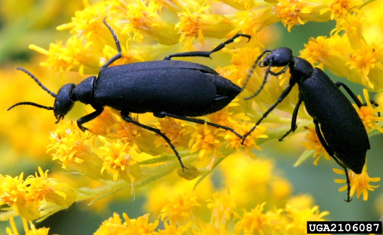 Blister beetles are things that are toxic to horses and can be found in alfalfa hay