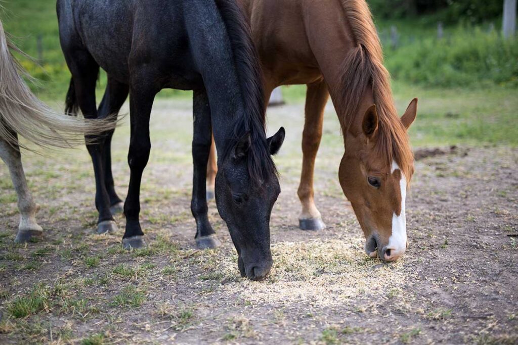 Young black and chestnut horses eat things that are toxic to horses off the ground