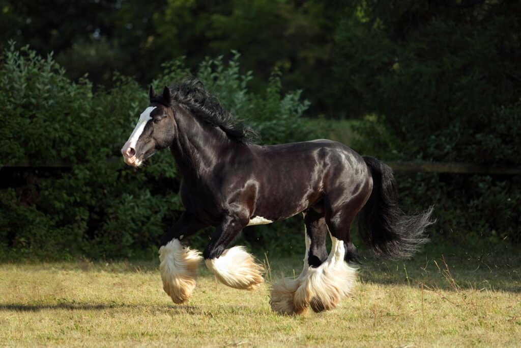 a black and white shire draft horse gallops across a summer pasture