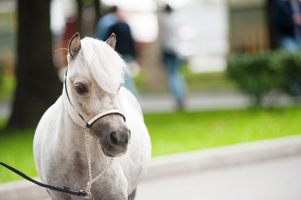 how much does a miniature horse cost? This beautiful gray miniature horse is a high-quality show horse.