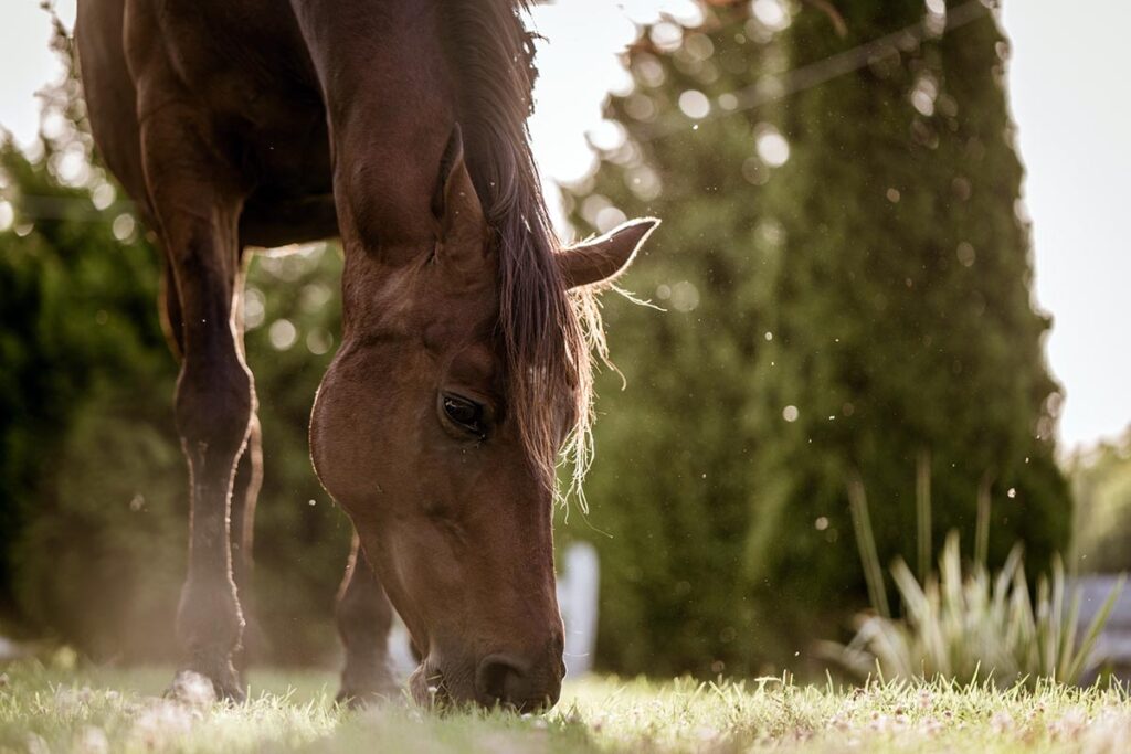 a retired brown horse grazes on pasture as part of a proper strategy for feeding retired horses